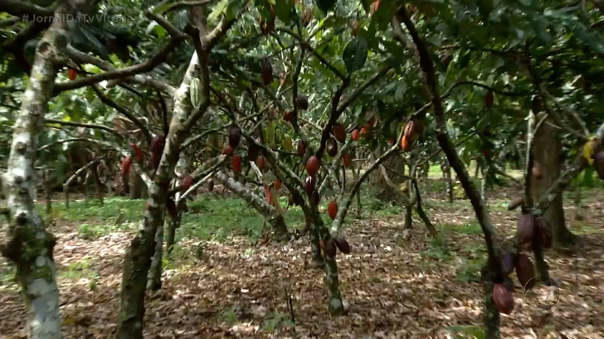 Guerra na Ucrânia já afeta agronegócios no ES