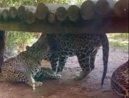 VÍDEO | Filhote nasce e é abocanhado por onça-pintada em zoológico