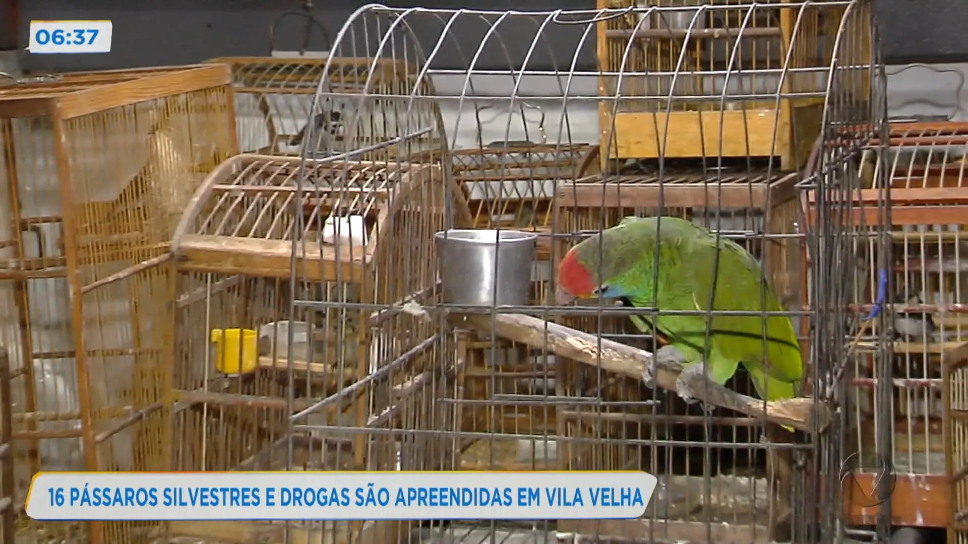 16 pássaros silvestres e drogas são apreendidas em Vila Velha