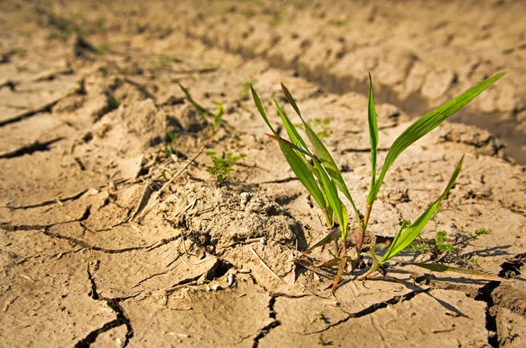 Agricultura busca soluções para apoiar produtor afetado por estiagem, diz Tereza