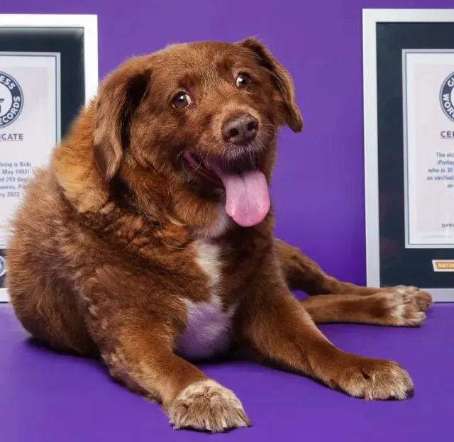 Morre Bobi, cão mais velho do mundo, aos 31 anos