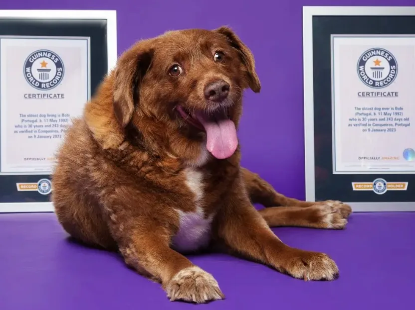 Morre Bobi, cão mais velho do mundo, aos 31 anos