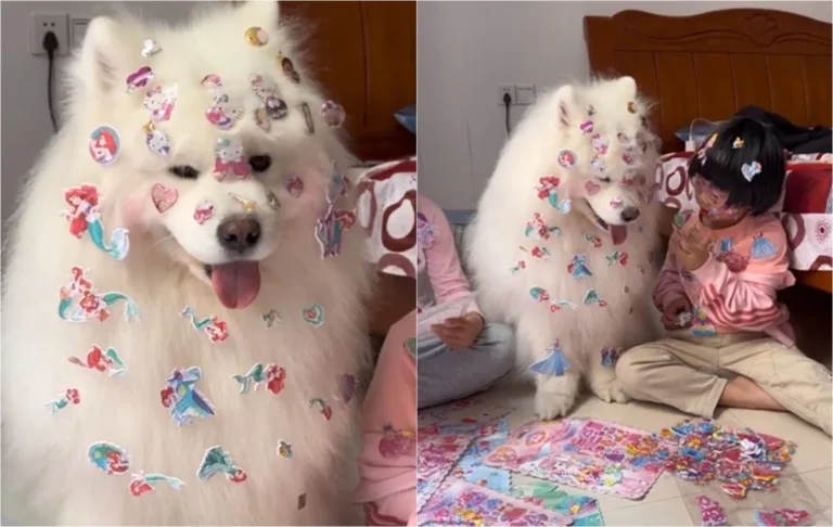 VÍDEO | Criança cola adesivos em cachorro e imagens viralizam