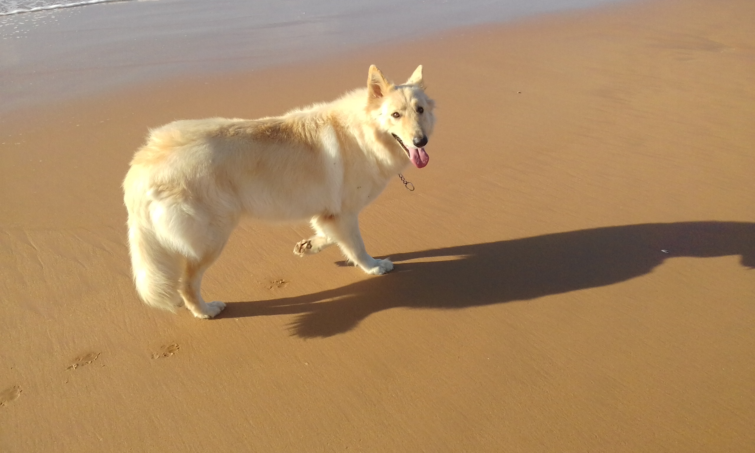 A Ursa tomando um sol na praia. Linda!