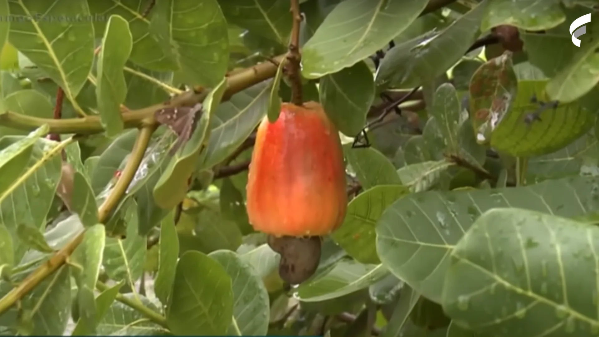 Caju: fruta é mais potente em vitamina C que laranja. Veja todos os benefícios