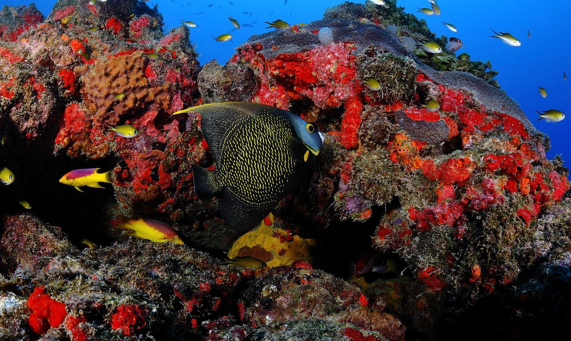 ÁREA DE PROTEÇÃO AMBIENTAL COSTA DOS CORAIS