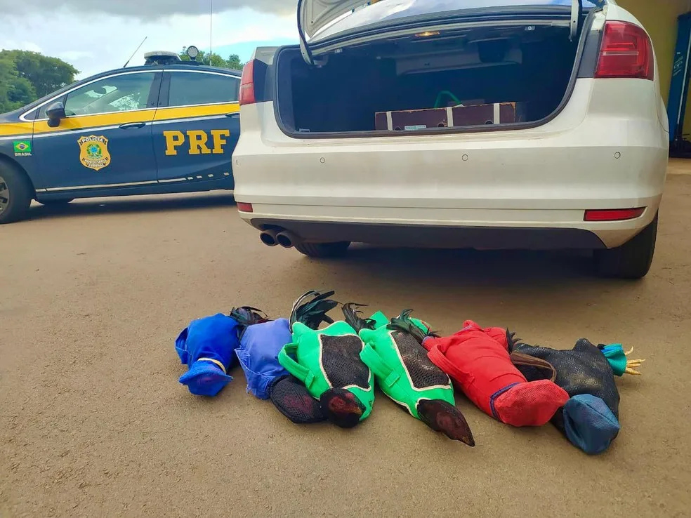 PRF flagra prefeito do Paraná com seis galos de rinha em carro oficial