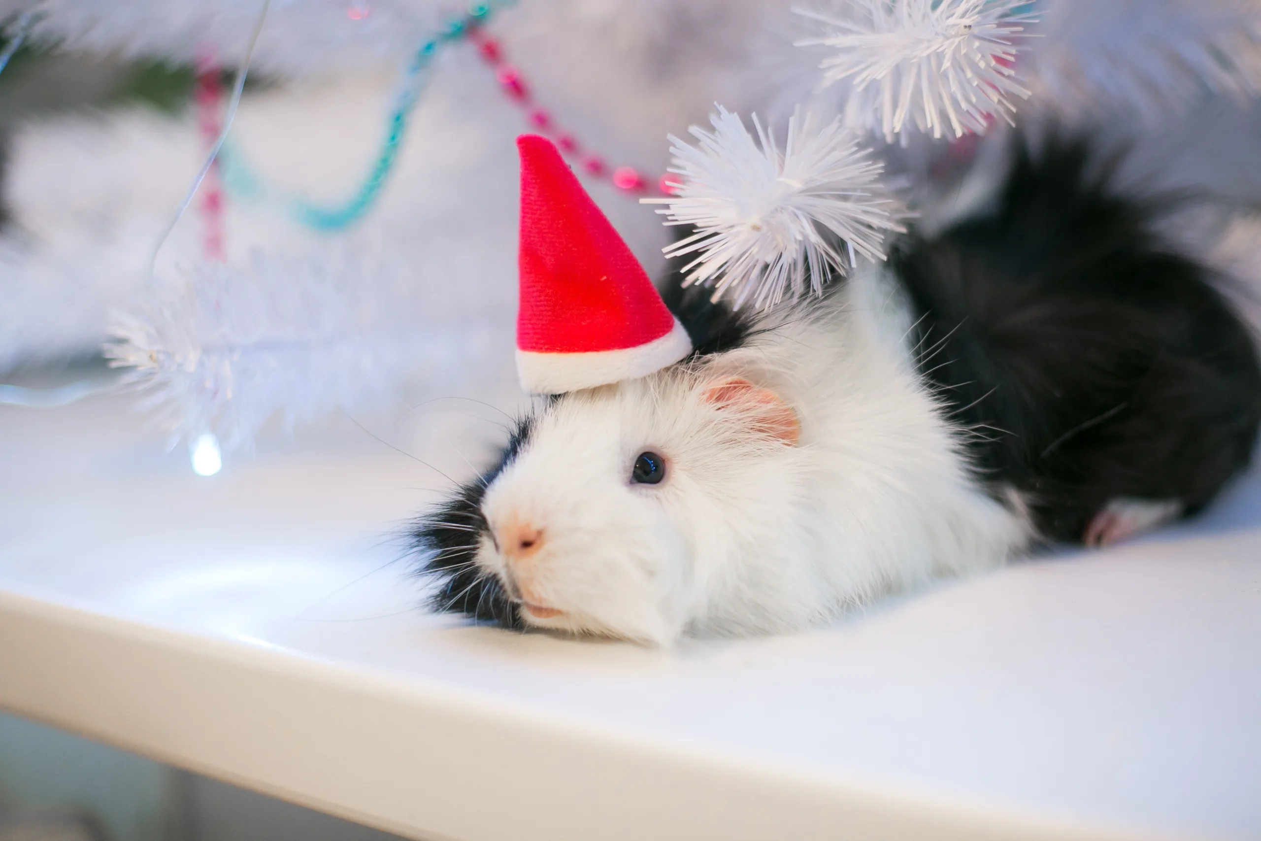 Veja acessórios para enfeitar os pets no Natal e Ano Novo