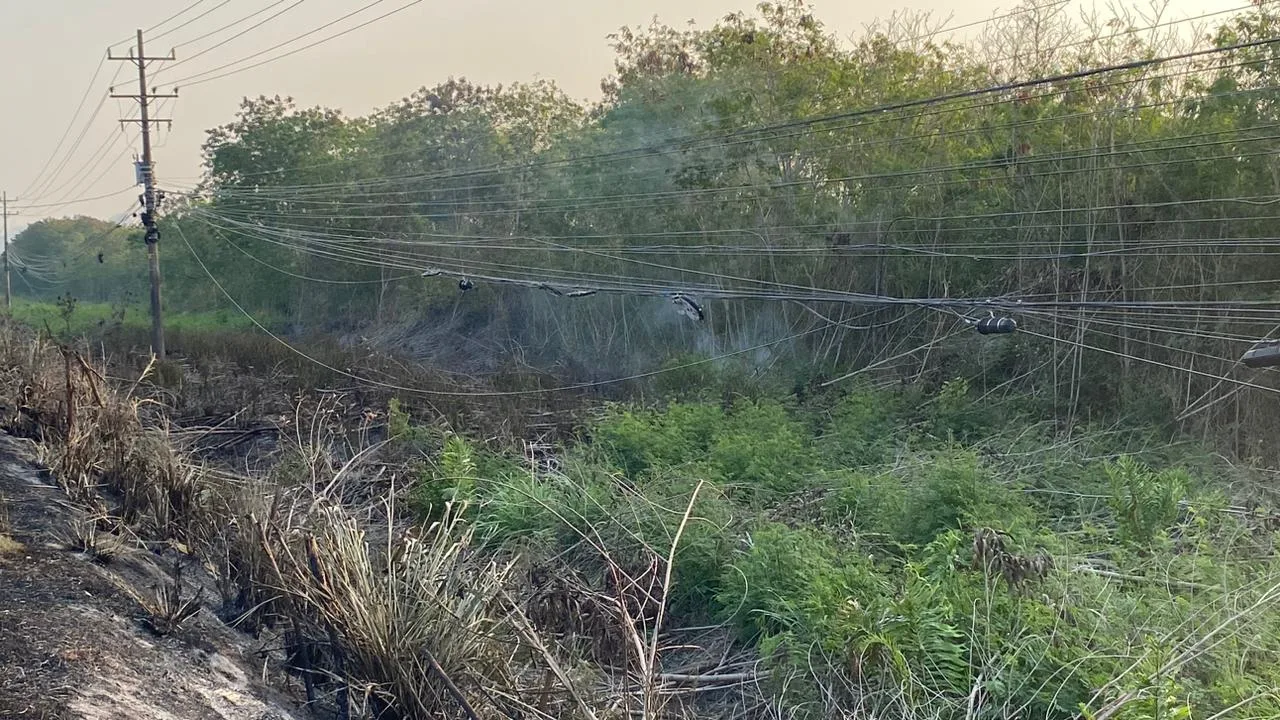 Incêndio atinge mata na região da Rodovia das Paneleiras