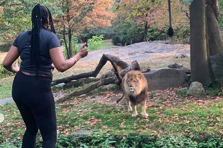 VÍDEO | Mulher invade área restrita de zoológico e dança perto de leão