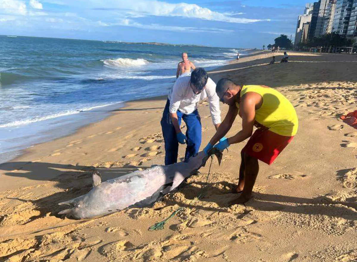 Boto cinza é encontrado morto em praia de Vila Velha