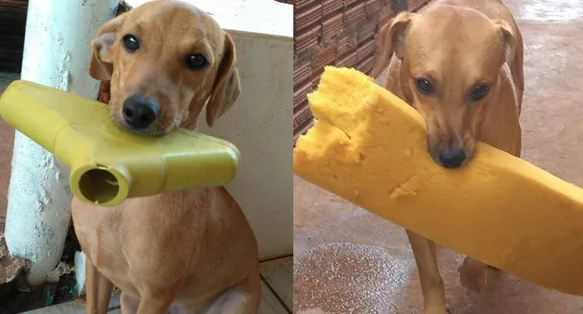 Cachorrinho adotado dá 'presentes' inusitados para dona e deixa internautas apaixonados