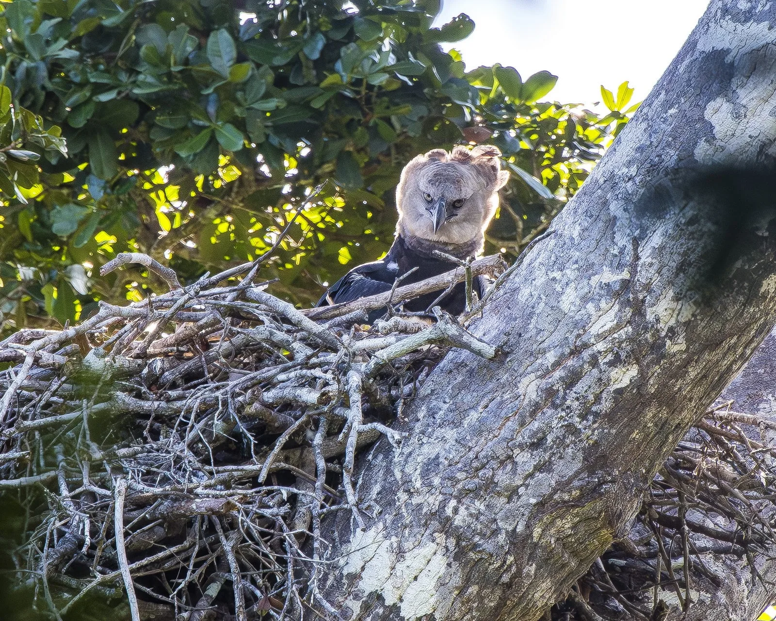 Harpia no ninho na Mata Atlântica do Espírito Santo, olhando diretamente para a câmera, simbolizando a conexão entre natureza e humanidade.