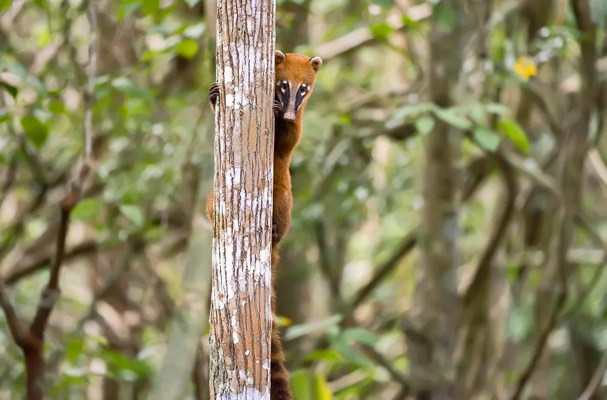 Quati-de-cauda-anelada observando curiosamente, agarrado em uma árvore, na Reserva Biológica de Sooretama.