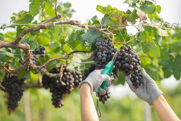 Preferência por vinhos orgânicos e biodinâmicos cresce