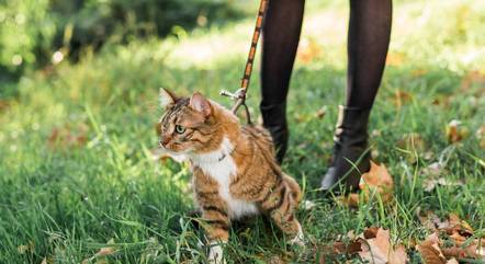 Gatos precisam passear ou não? Saiba o que dizem os veterinários