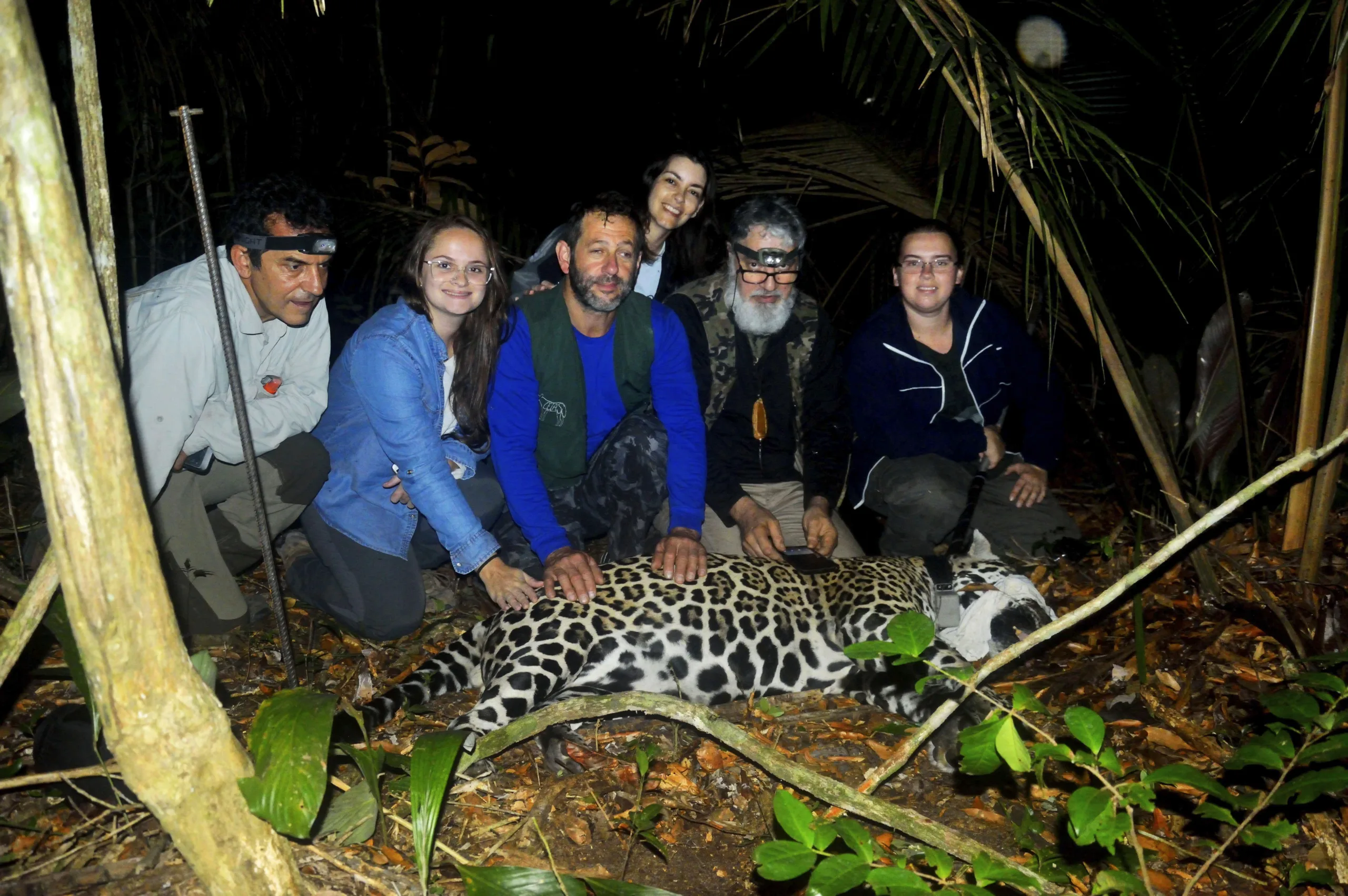 Onça-pintada é capturada pela primeira vez em reserva de Linhares