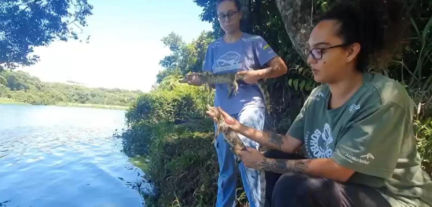 VÍDEO| Jacarés resgatados são devolvidos à natureza