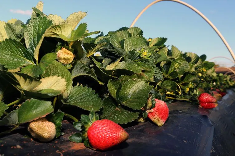 Brazlândia (DF) – Em setembro, diversas cidades do país promovem a festa do morango. Com tecnologia, agricultores conseguem colher a fruta o ano todo (Valter Campanato/Agência Brasil)