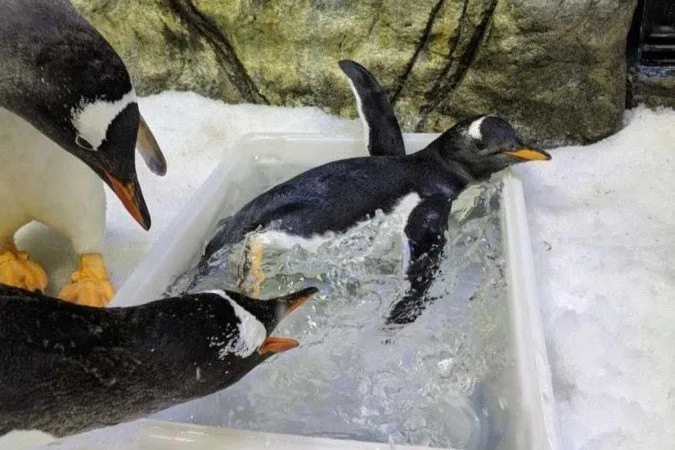 Casal gay de pinguins comemora terceiro ano junto e adota mais um filhote