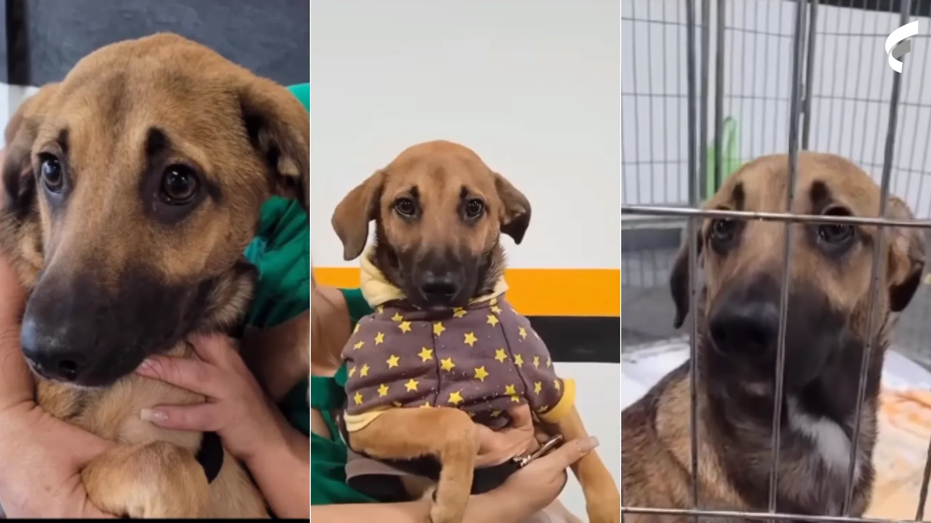 VÍDEO | Cachorro é devolvido quatro meses após adoção e seu olhar triste emociona