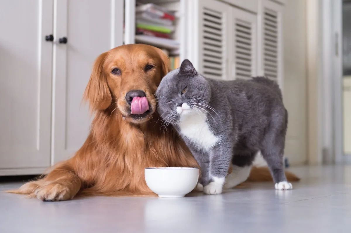 Veja os cuidados com os pets durante as comemorações de Ano Novo