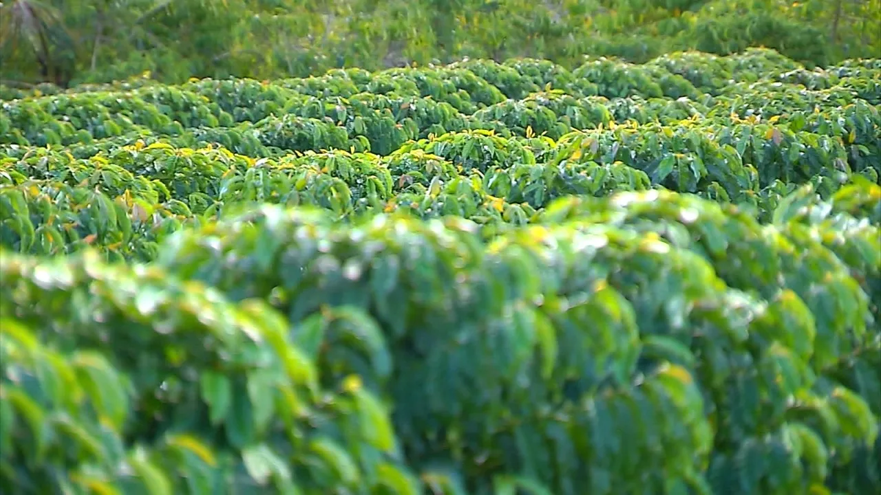 Produção de café deve subir 14,4% ante 2021, diz IBGE