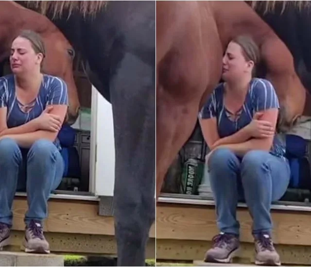 VÍDEO | Cavalo consola dona que estava chorando após divórcio