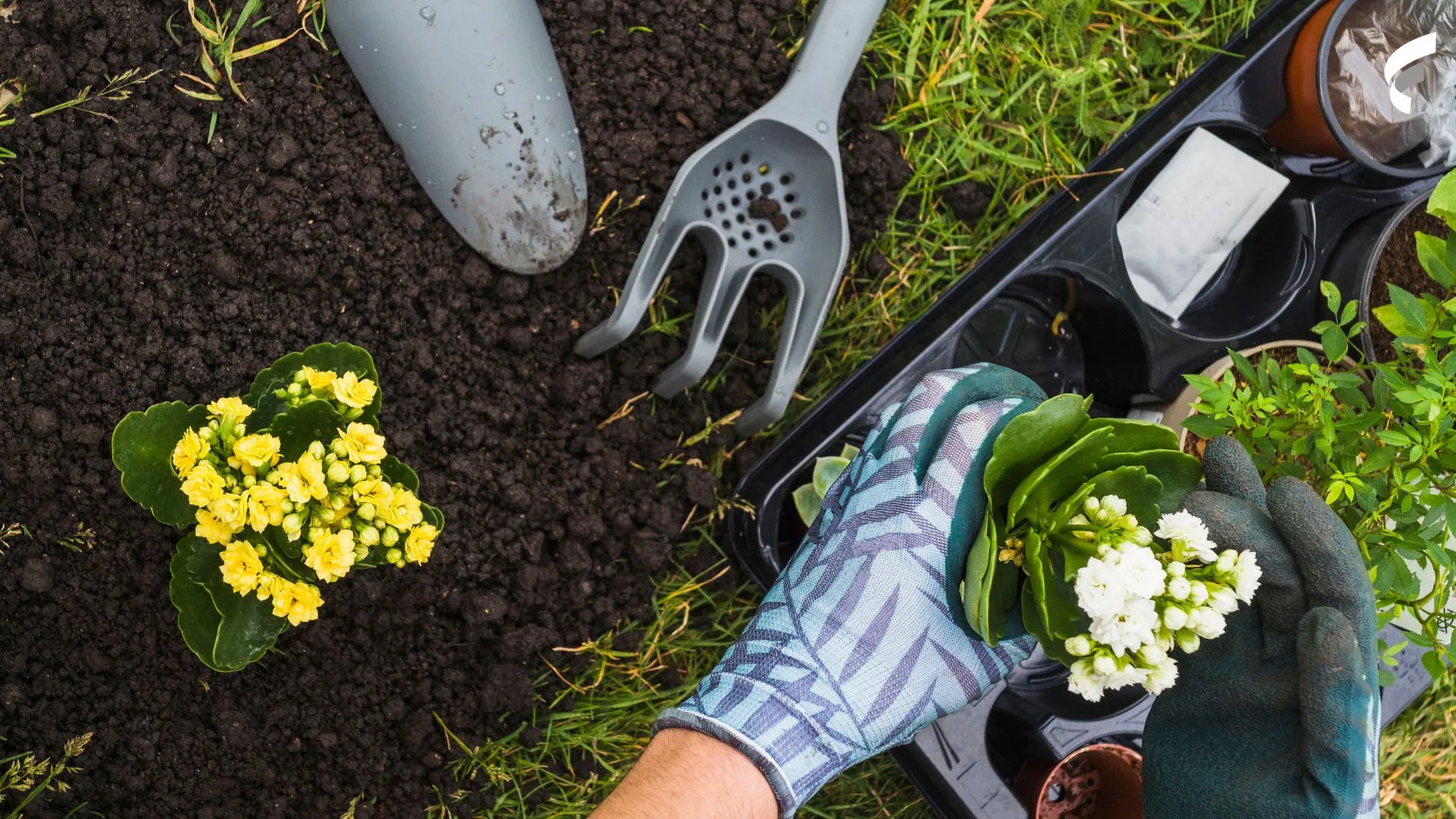 Jardinagem caseira: veja os erros mais comuns e como evitá-los