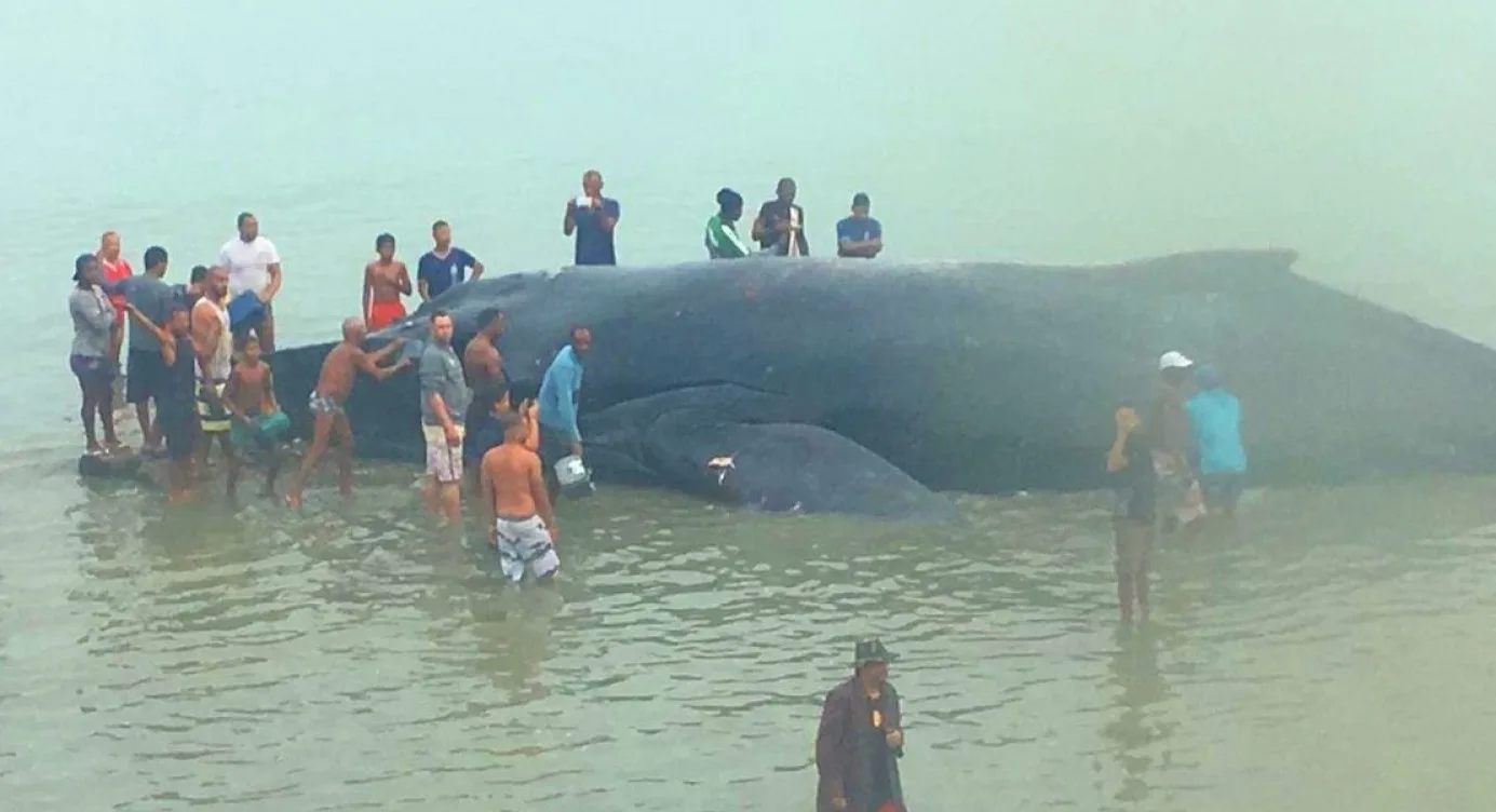 Baleia jubarte encalha em praia de Salvador; animal é mantido vivo por moradores da região