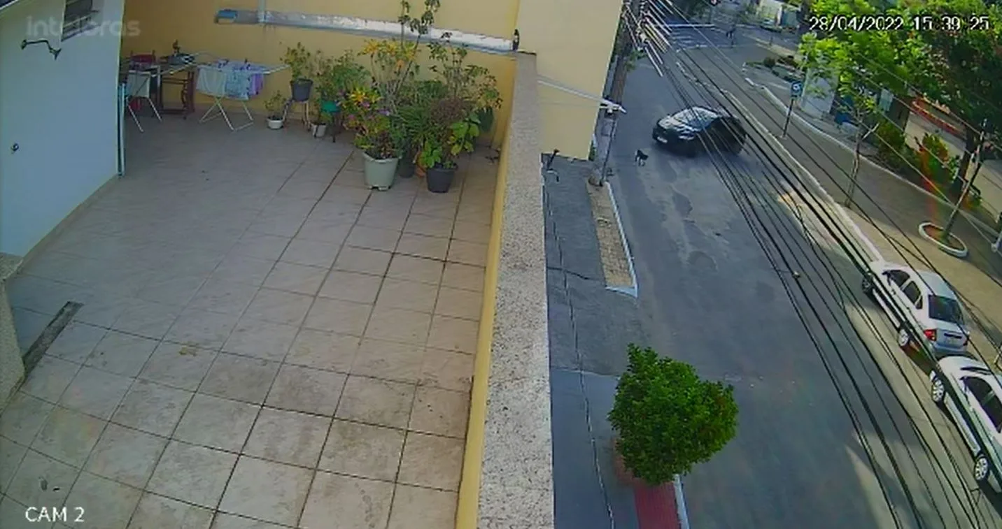 VÍDEO | Cachorro morre após ser atropelado no Centro de Vitória