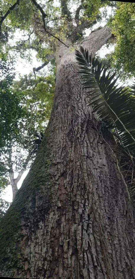 Jequitibá-rosa em Marechal Floriano pode ter cerca de 600 anos