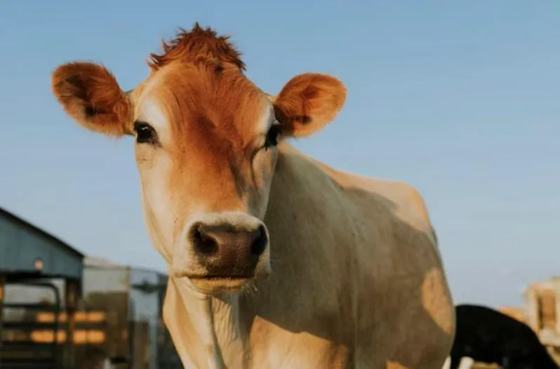 Vaca louca: o que é e quais os sintomas da doença que foi confirmada no Brasil?