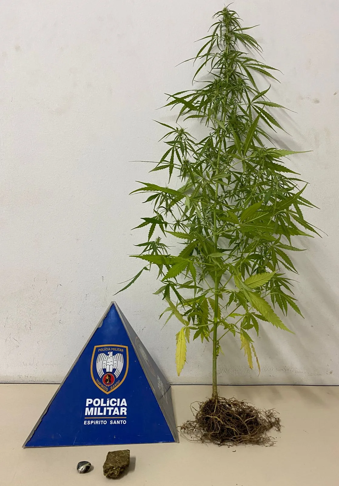 Homem tenta fugir da polícia em Colatina levando pé de maconha cultivado em casa