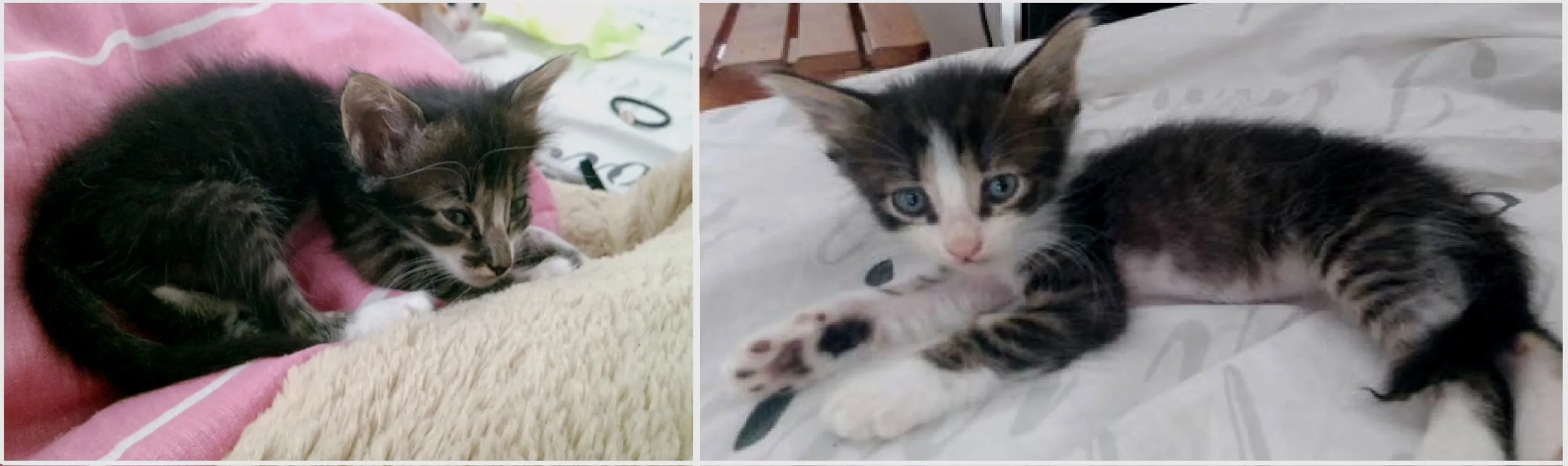 Faltam só dois gatinhos! Adote você também