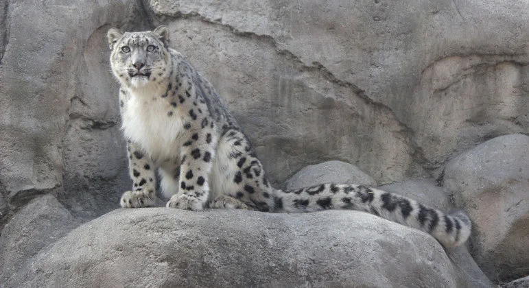 Leopardos raríssimos morrem em zoológico após contraírem covid