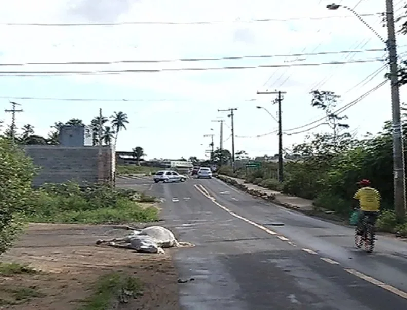 Motociclista bate em cavalo solto na pista e morre em Viana