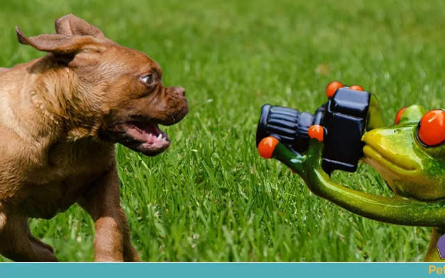 Vigiar seu pet por babá eletrônica?