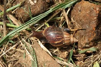 Caramujos Africanos