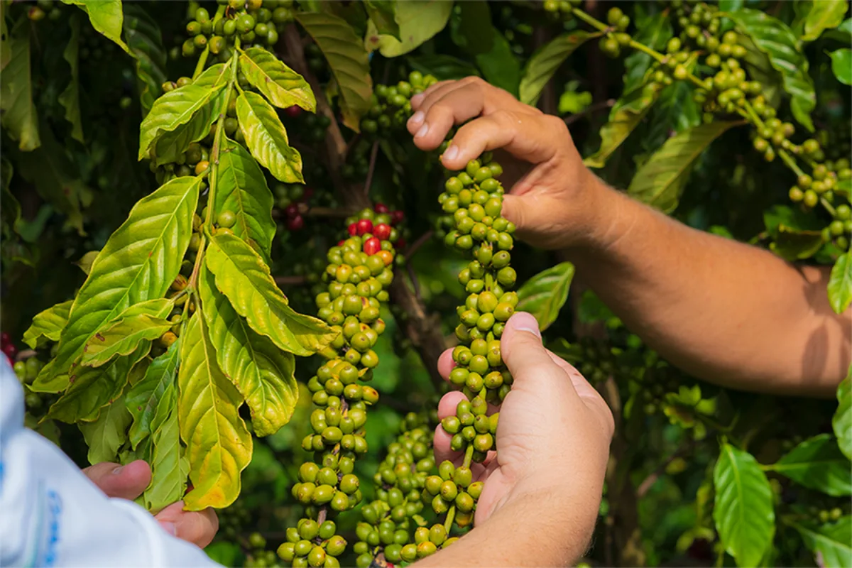 Saiba como a irrigação controlada melhora a qualidade do café no ES