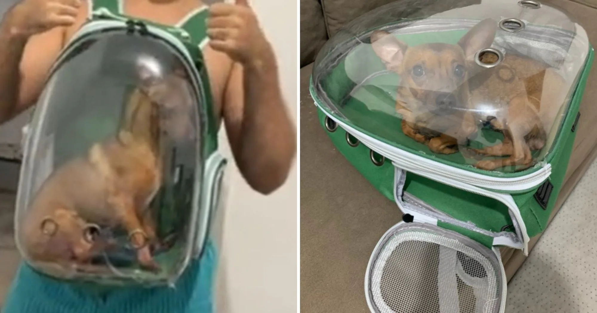 Capixaba viraliza com vídeo fofo do pinscher Zeca em mochila para cães