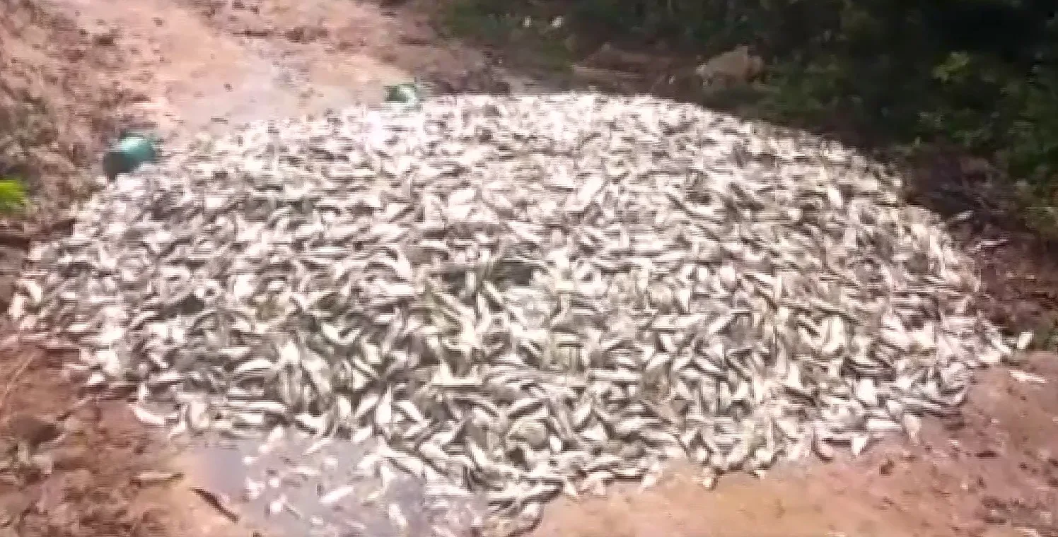 Quase uma tonelada de sardinha é encontrada no meio de estrada em Anchieta