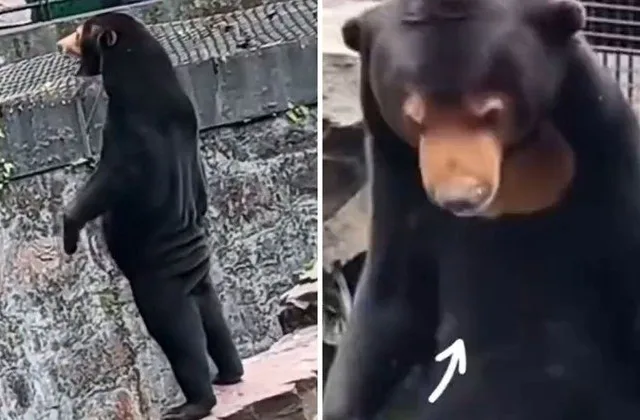 VÍDEO | Zoológico nega que ursos sejam pessoas fantasiadas