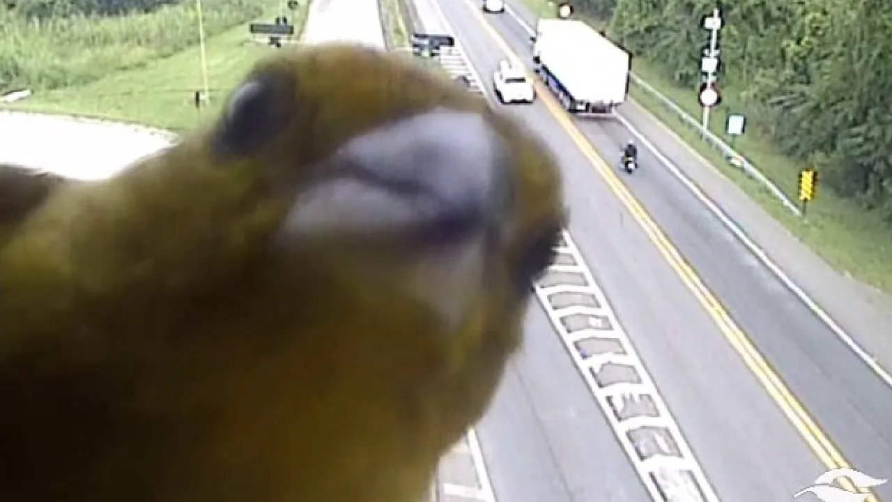 VÍDEO | Canarinho curioso rouba a cena em câmera de monitoramento da BR-101