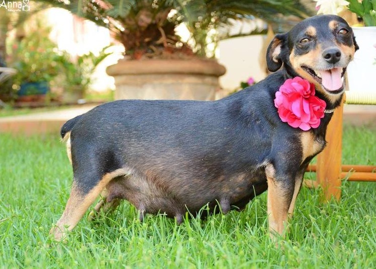 Gravidez psicológica também atinge cães fêmeas