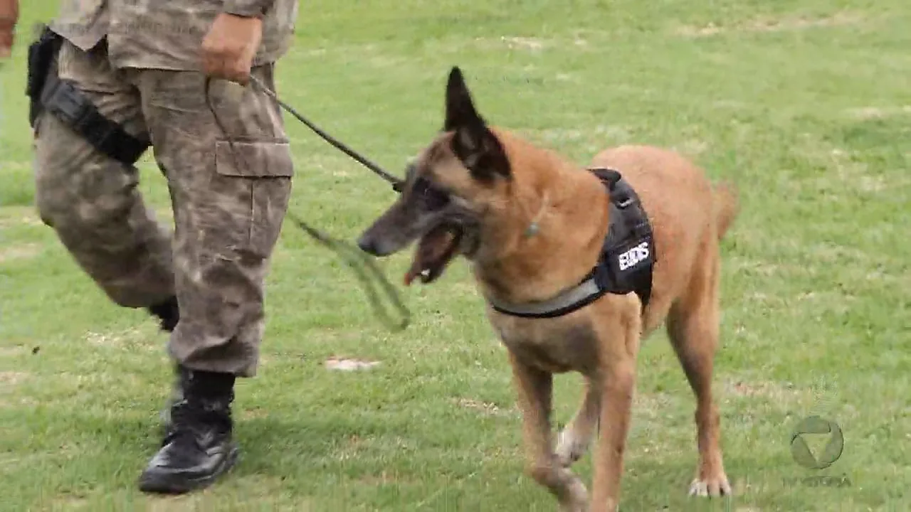 Cão da polícia que ficou famoso pelas apreensões se aposenta e ganha novo lar