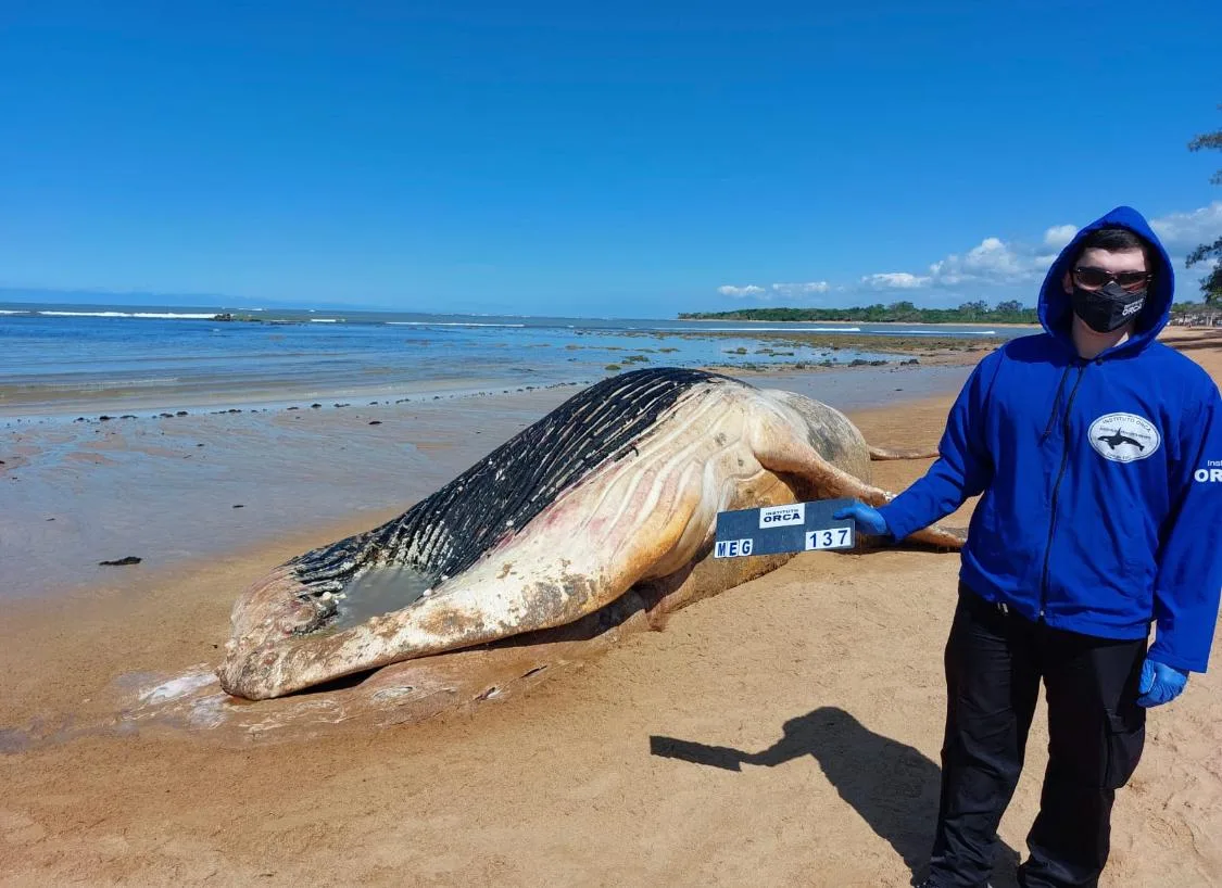 FOTO | Mais uma baleia jubarte é encontrada morta em Aracruz