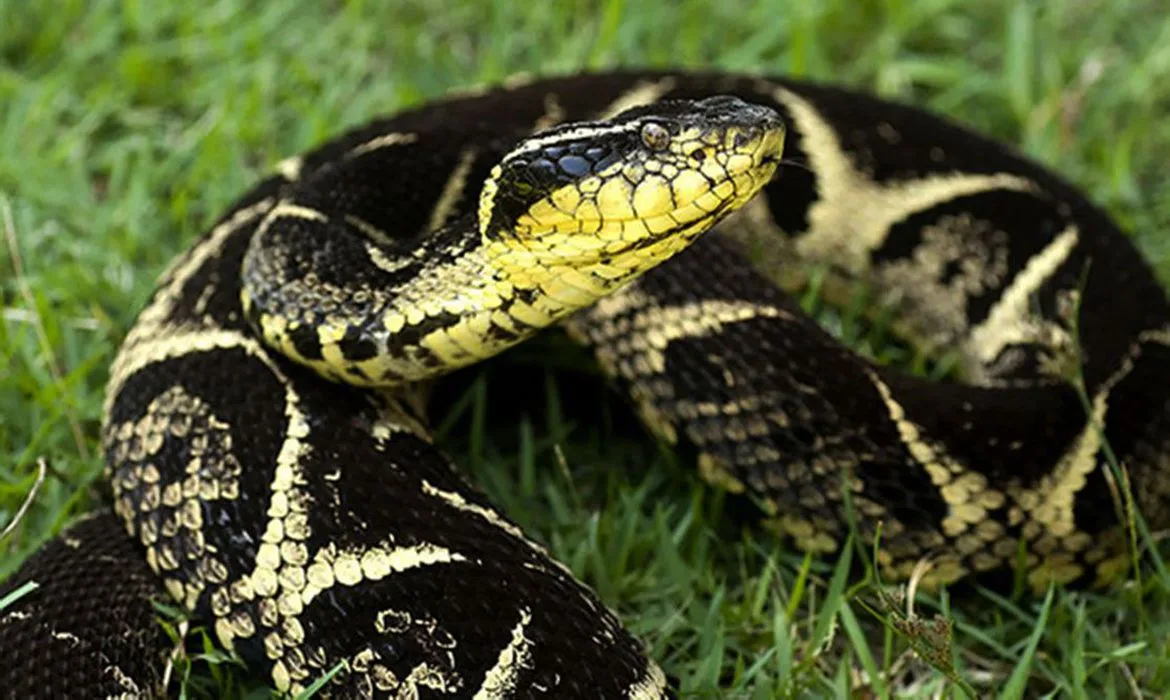 Veneno de cobra brasileira pode inibir avanço da covid