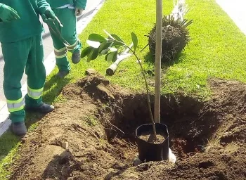 Mais de 25 mil árvores são plantadas em bairros de Vitória