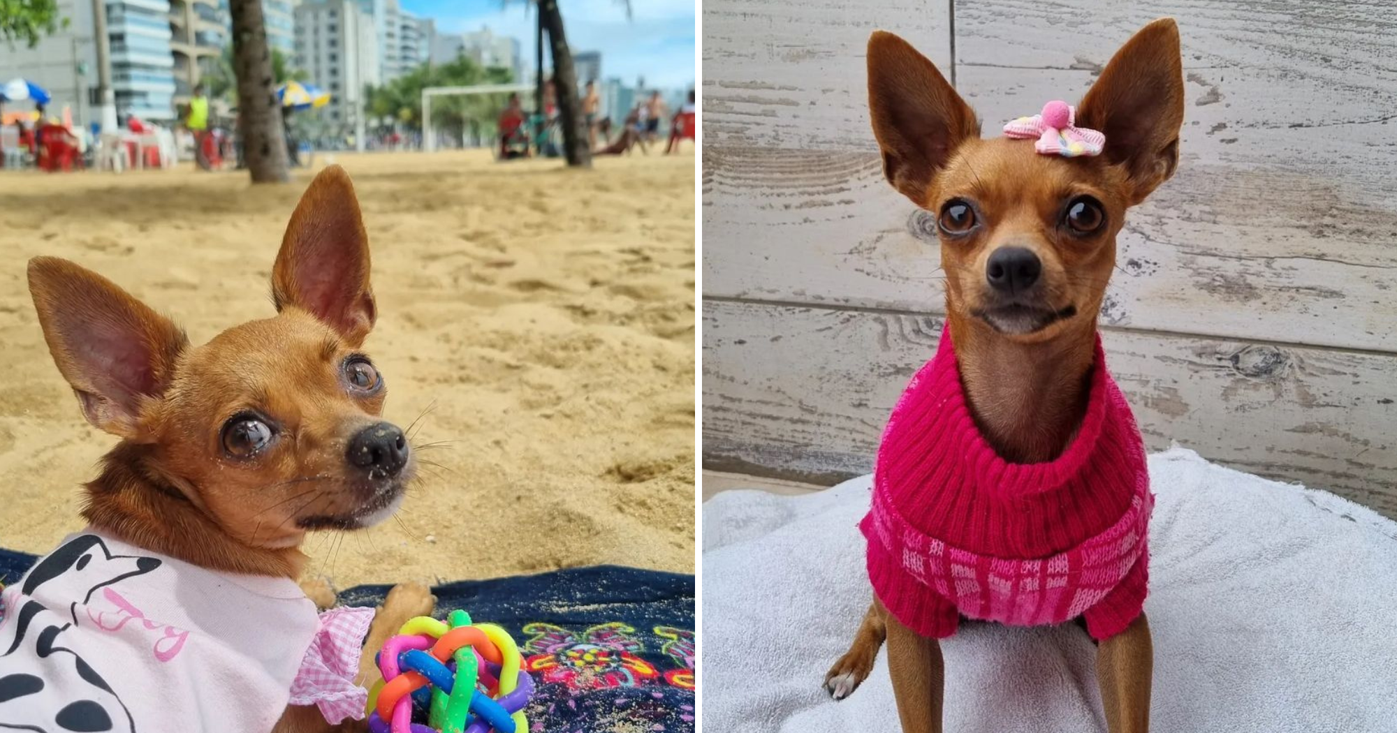 Pinscher calminha do ES faz sucesso e ganha mais de 100 mil seguidores